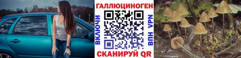 где купить наркоту  Сураж  Галлюциногенные грибы MAGIC MUSHROOMS 